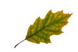 Green oak leaf with white background interior