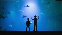 Oceanarium, Joyful Boys Enjoy Watching Life Of A Flock Of Exotic Fish In Large Aquarium