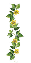 A Branch With Yellow Flowers, Buttercups And Green Leaves. On A White Background. Watercolor Drawing.