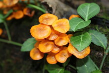 Orange Mushrooms On A Log Closeup
