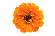Isolated Orange Zinnia Flower. PNG File With Transparent Background.