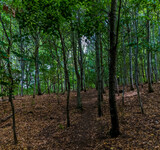 Fototapeta Na ścianę - A view through the woods at Harlestone, Northampton, UK in summertime