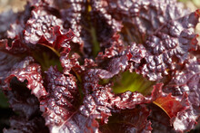Close-up Of Fresh Red Lettuce On Farm