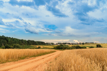 Wall Mural - A rural road running along a ripe grain field of wheat, rye.