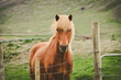 © Cavan Images - Portrait of horse standing on filed