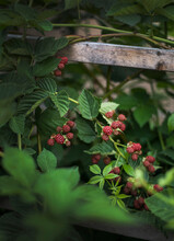 Close-up Of Raspberry Plant