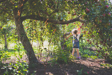 Rear View Of Girl Picking Apples In Orchard