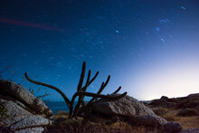 Cactus Growing On Field By Beach Against Star Trail