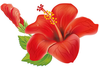 Red Hibiscus flower