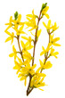 Isolated branch of blooming forsythia flowers. PNG file with transparent background.