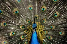 Beautiful View Of A Peacock