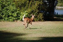 Baby White Tail Deer Running