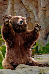 Wall Mural - funny brown bear sitting down