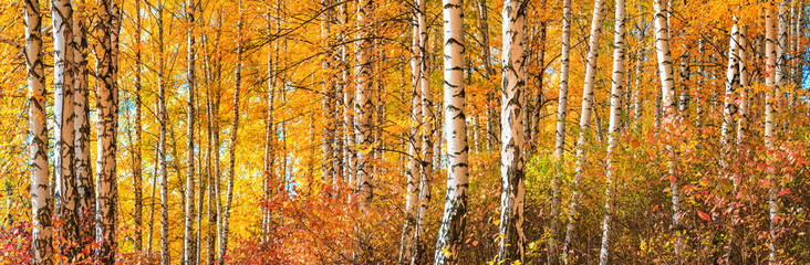 Birch grove on sunny autumn day, beautiful landscape through foliage and tree trunks, panorama, horizontal banner