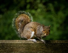 Closeup Shot Of A Cute Eastern Gray Squirrel Standing On A Wooden Fence In The Daylight