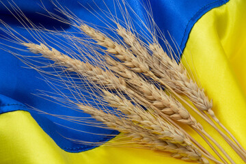 dry ears of wheat lying on Ukrainian flag