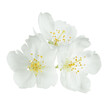 white flowers isolated