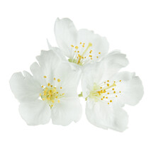White Flowers Isolated