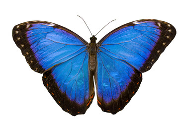 macro shots, beautiful nature scene. closeup beautiful butterfly sitting on the flower in a summer g