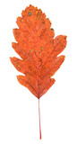 Fototapeta Las - leaf isolated on white