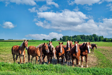 Work horses gather at the fence.