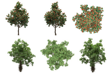 Wall Mural - pack of png vegetation. flowering bushes. made from 3d model for compositing