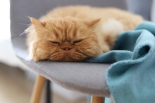 Red Persian Cat Sleeping On Grey Chair With Blue Blanket