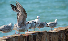 The Birds Of The Baltic Sea. Silvery Gulls On A Wooden Breakwater With Seaweed And Algae. A Group Of Seabirds In A Row On A Breakwater In The Baltic Sea.