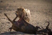 Lion Eating Its Prey In One Of The National Parks Of Africa
