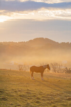 Belgian Horse Standing In A Pasture Amid The Misty Golden Morning Sunlight With Rolling Hills In The Background