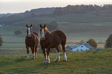 Two Belgian horses standing in a pasture on an Amish farm in the morning, looking into the camera