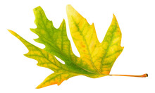 Yellow Green Maple Leaf Cut Out