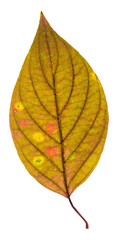 Wall Mural - multicolored autumn tree leaf cut out