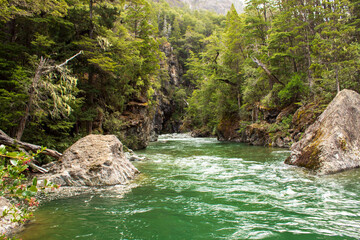 river in the forest