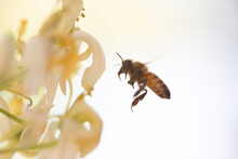 Close-up Of Honey Bee Flying By Flowers Against Clear Sky