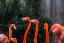 Flamingos During Snowing