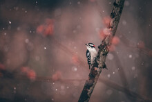Close-up Of Downy Woodpecker Perching On Branch