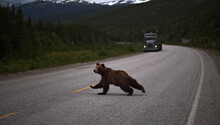 Grizzly Bear Walking On Road