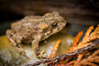 © Cavan Images - High angle view of frog on wet rock