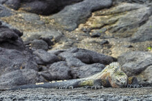 Marine Iguana Sleeping On Rock