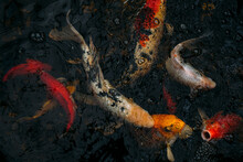Overhead View Of Koi Carps Swimming In Pond