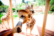 Cropped Hand Of Woman Feeding Giraffe