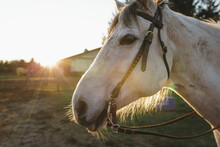 Close-up Of Horse At Barn During Sunset