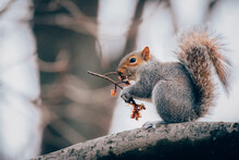 Side View Of Squirrel Holding Twig While Sitting On Branch
