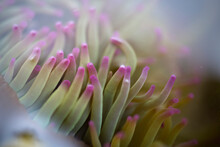 Close-up Of Sea Anemone