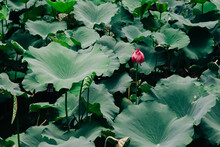 High Angle View Of Lotus Bud Amidst Leaves