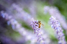 Close-up Of Honey Bee On Lavender Flowers
