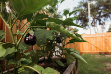 Close-up Of Eggplant Growing At Yard
