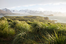 Scenic View Of Tussock At Prion Island Against Mountains