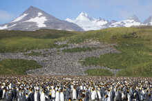 High Angle View Of Colony Of King Penguins Against Mountains